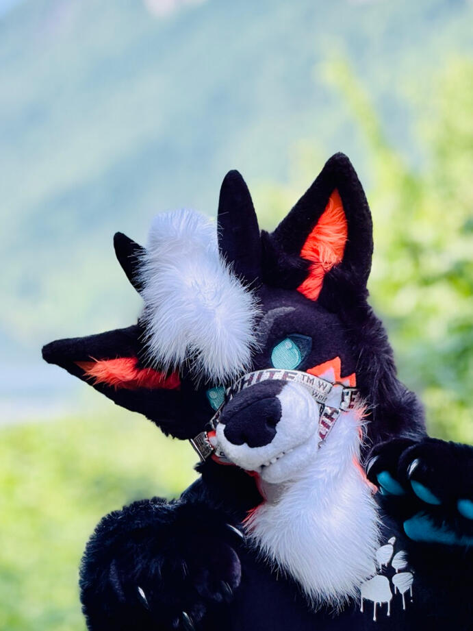 ZEFY outdoors in a black, white, and orange fursuit